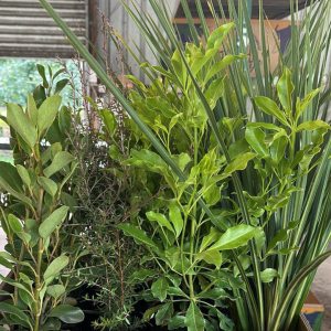 Mixed Natives 12 Plants Box